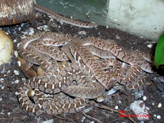 Dasypeltis