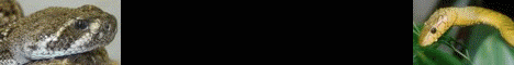 Strassmann