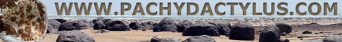 pachydactylus