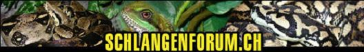 Schlangenforum.ch - Der Schweizer online Treffpunkt f�r Schlangenhalter und Reptilienhalter
